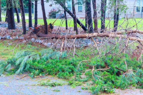 istock Fallen branches scattered debris on residential street after storm 2196308514