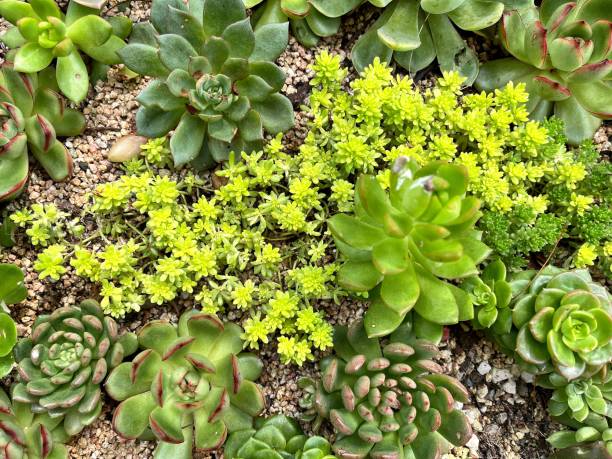 istock Groups of Succulents 2196308722