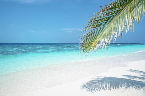 istock Tropical paradise beach scene for background or wallpaper 2196309798