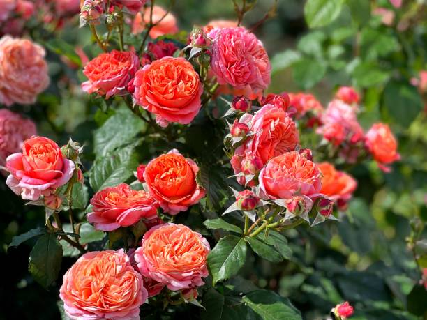 istock Gorgeous rose bush pink orange blooms 2196313205