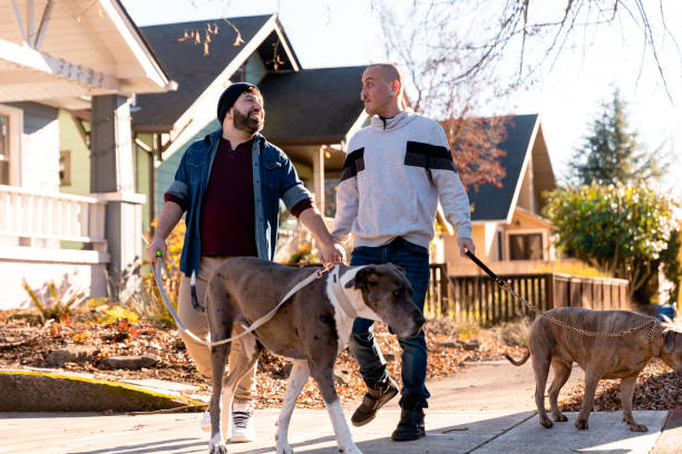 Two Affectionate Gay Men Walking With Their Dogs