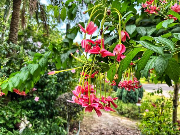 istock Group of Red Chinese Honeysuckle 2196318216