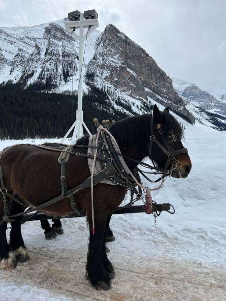 istock Horses and carriage snow 2196318375