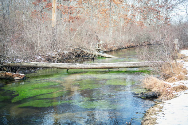 North American Rainbow Trout and the Nature