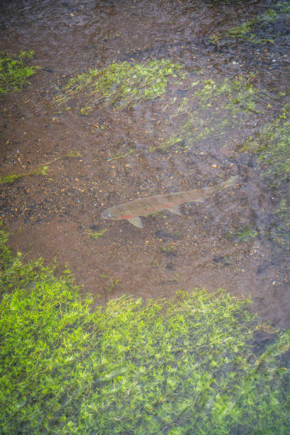 istock North American Rainbow Trout and the Nature 2196319738