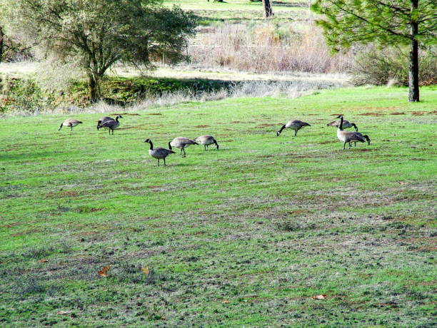 istock Canadian snow geese in a meadow 2196323982