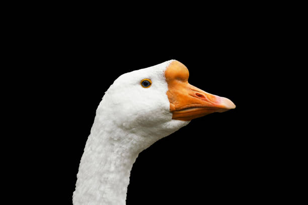 white goose with an orange beak and bright eye, emphasizing its distinctive features, commonly found near water bodies or farm settings. isolated on black background.