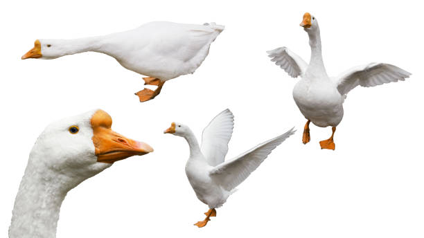 istock white geese displaying different poses and activities, including flying and stretching. isolated against a white background 2196324844