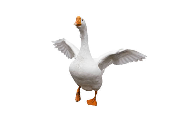 A white goose flapping its wings enthusiastically on a plain white background during a sunny day. isolated on white background.