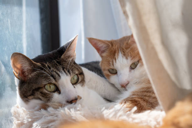 istock Two cats relaxing by the window 2196326483