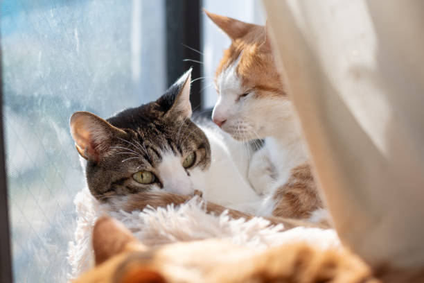 istock Two cats relaxing by the window 2196326485