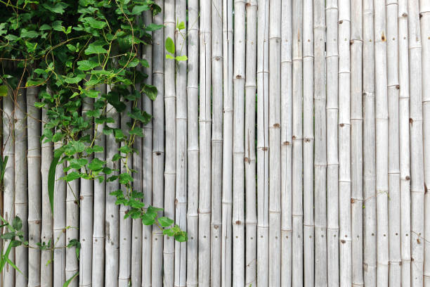 istock White bamboo wall with green ivy climber plant decor 2196326822