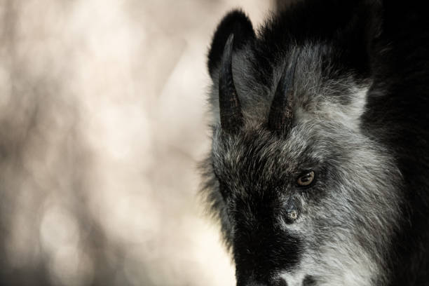 istock Beautiful Japanese serow 2196327590