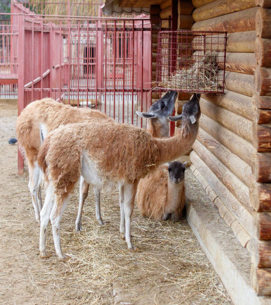 istock Three llamas are eating hay in a pen 2196327742