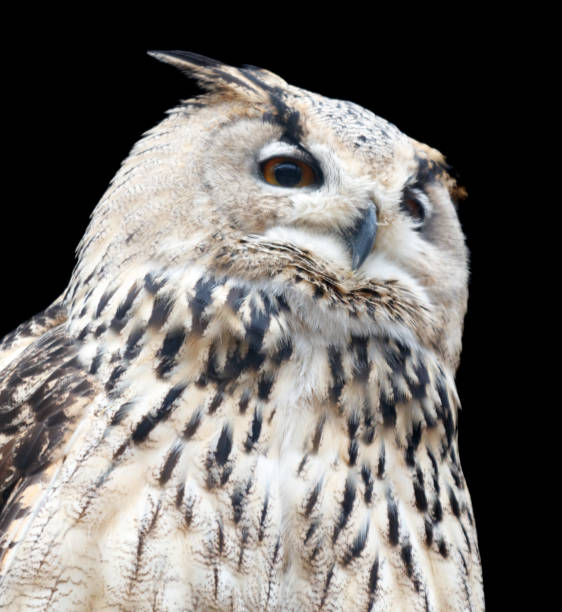 istock A large owl with a pointed beak and large eyes stares at the camera 2196327843