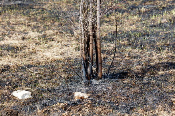 A tree with blackened branches is in a field of dry grass. The tree is surrounded by dead branches and the grass is brown and dry. The scene is desolate and barren, with no signs of life