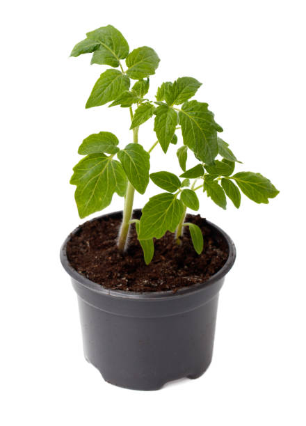 istock A small plant is in a black pot 2196328003