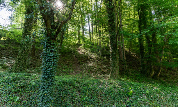 The big  hill overgrown with greenery and trees in the forest