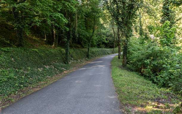 The big  hill overgrown with greenery and trees in the forest