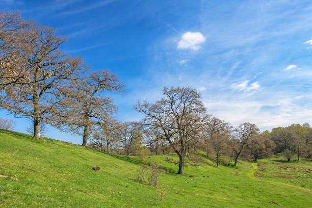 Big oak tree on a hill in a beautiful landscape in spring