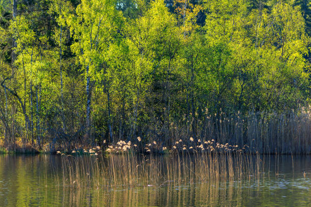 Lakeshore in sunshine with lush birch trees