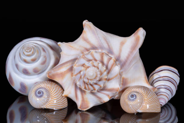 istock Group of various sea shells isolated on a black background, mirror reflection 2196330802