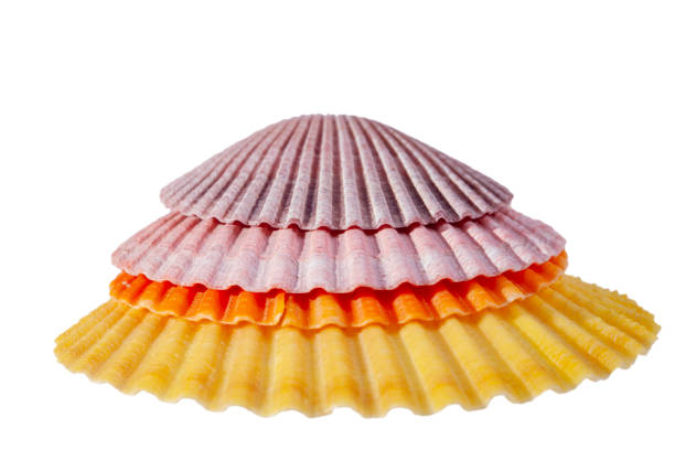A row of scallop shells in the sand, showing how they progress in size over time, and vary in color