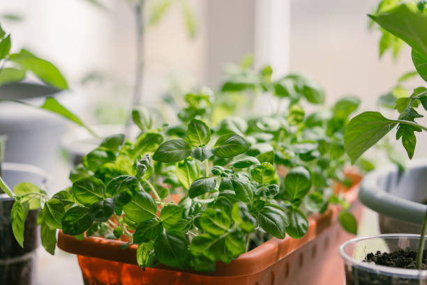 istock Indoor Herb Garden with Thriving Basil Plants in a Sunny Window 2196331334