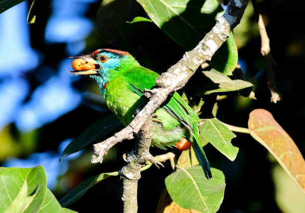 Blue-throated Barbet collecting food while sitting on a branch during daytime