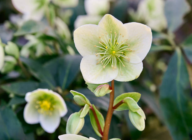istock Christmas Rose (Helleborus Niger, black hellebore) flowers close-up. 2196331862