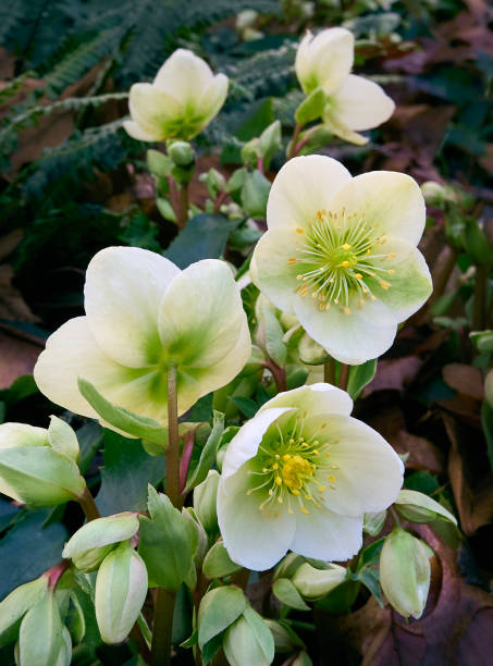 istock Christmas Rose (Helleborus Niger, black hellebore) flowers close-up. 2196332294