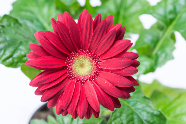 istock one african daisy flower head close up 2196333827
