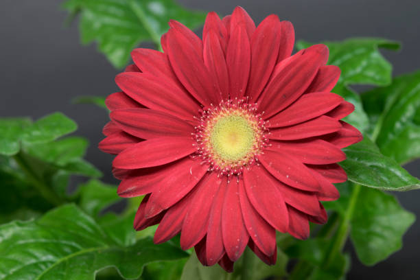 istock red flower head  isolated close up 2196333867