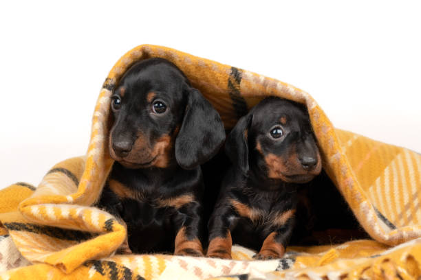 istock Cute dachshund puppies are sitting on bed under yellow blanket. 2196334085