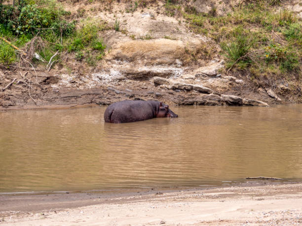 istock hippopotamus in the water 2196334698