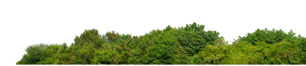 istock Green Trees isolated on white background.Forest and foliage in summer with cut path and alpha channel 2196335176