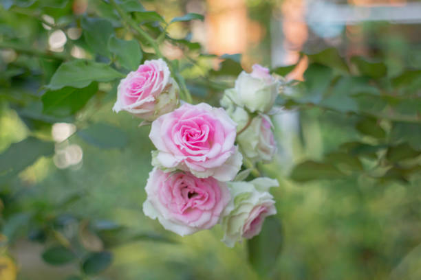 Romantic lovely pink rose background, stock photo