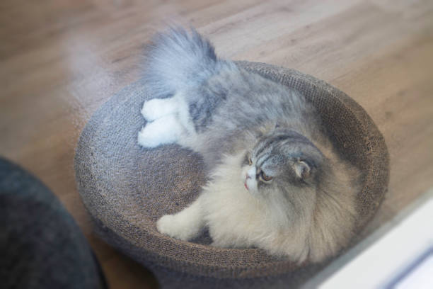Domestic attraction cat at cafe playground, stock photo