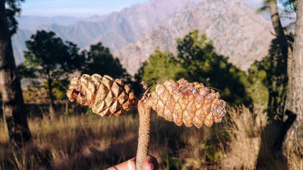istock A Closeup View of Two Pine Cones in the Himalayas 2196336737