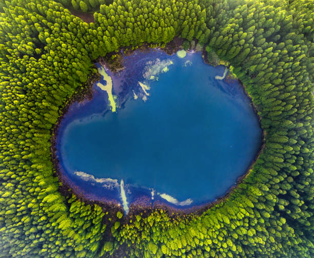 The Lagoa do Canario lake is related to the volcanic formation of the Sete Cidades crater and is surrounded by typical Macaronesian forests and Cryptomeria plantations stock photo