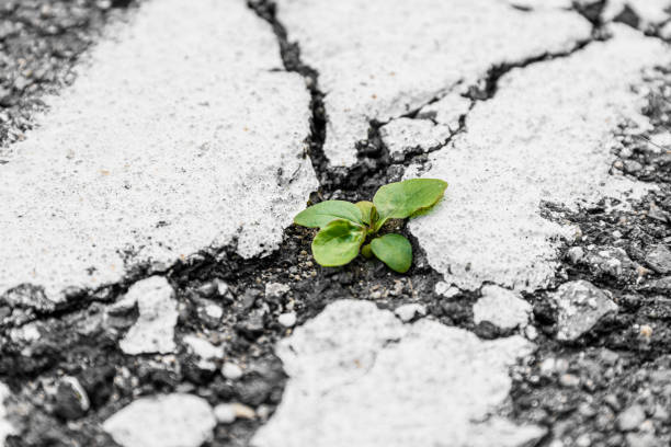 istock Green grass sprouts from a crack in the asphalt. 2196337697