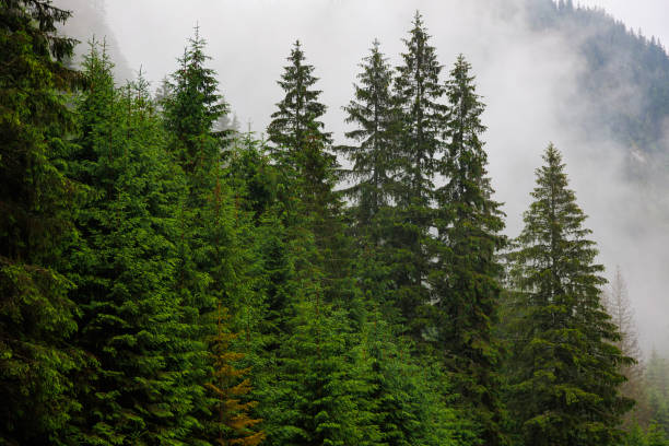 istock dramatic scenic fog in pine forest on mountain slopes 2196337699