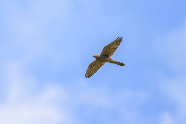 A selective focus shot of a kestrel bird flying in a clear blue sky