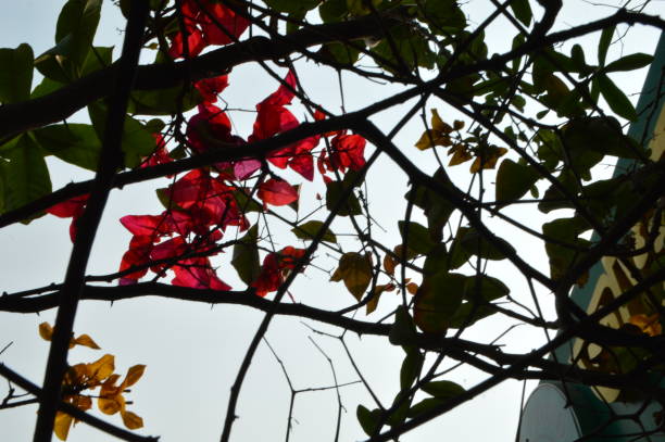 Green tree leaves against the beautiful blue sky