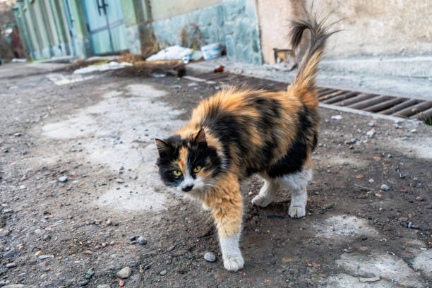 istock Stray Calico Cat on Rough Street 2196340292