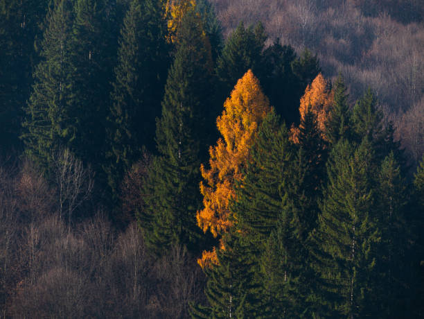 istock Yellow larch in green spruce pine trees in fall Carpathian mountains forest Contrasting colors Village in Transcarpathia 2196340570