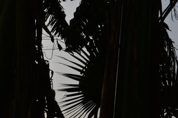 Antigua Guatemala, Sacatepequez, Guatemala. Shadows of palms on cobblestones.