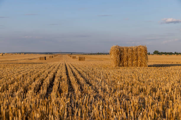 stacks of golden wheat straw in a field at sunset , rectangular stacks of straw that remained after the wheat harvest