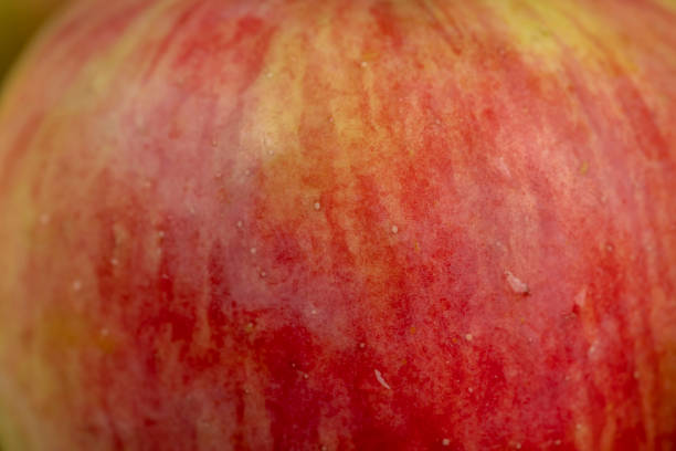 wet fresh crunchy apple with red and green peel, sweet freshly picked apple in drops of water on the table