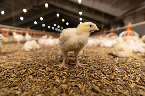 istock small chickens in down and feathers during cultivation at a poultry farm 2196341881